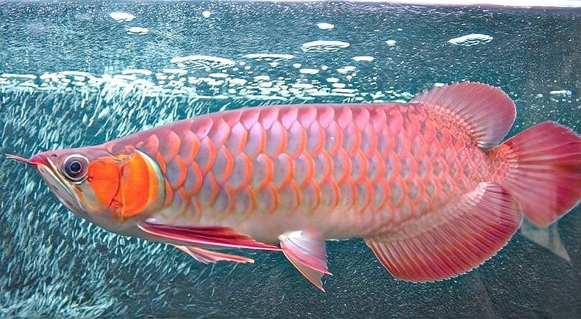 曹莊子花卉市場(chǎng)的紅龍魚質(zhì)量如何：如何挑選優(yōu)質(zhì)紅龍魚 曹莊子花卉市場(chǎng)的紅龍魚質(zhì)量如何：如何挑選優(yōu)質(zhì)紅龍魚 龍魚百科 第14張