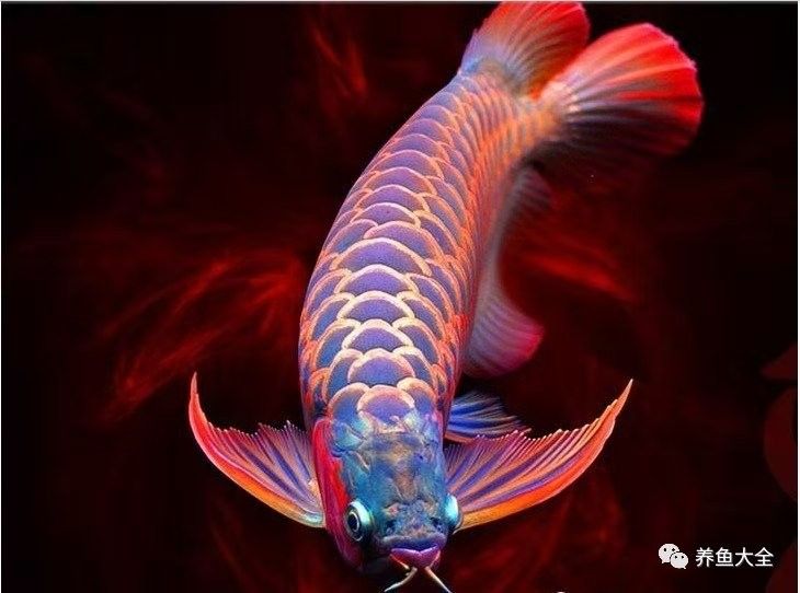 曹莊子花卉市場(chǎng)的紅龍魚質(zhì)量如何：如何挑選優(yōu)質(zhì)紅龍魚 曹莊子花卉市場(chǎng)的紅龍魚質(zhì)量如何：如何挑選優(yōu)質(zhì)紅龍魚 龍魚百科 第10張