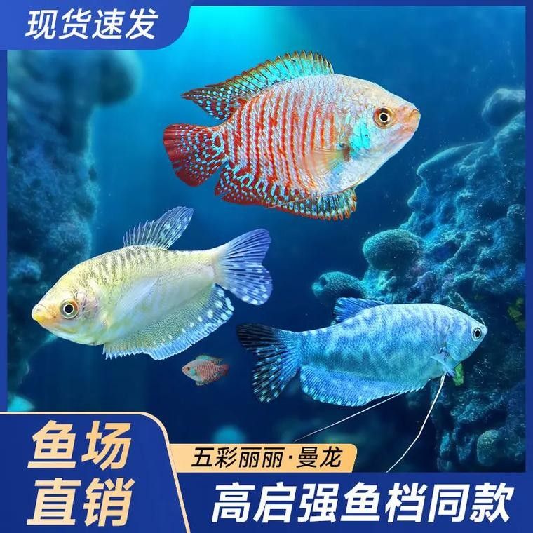 藍底魚缸適合哪些品種的金龍魚？：藍底魚缸適合在藍底魚缸中飼養的金龍魚品種分類詳解