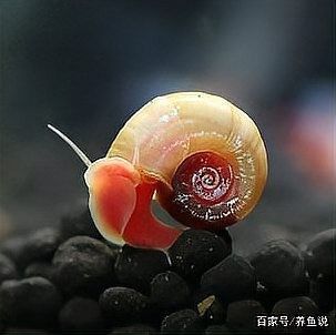 哪些螺類對水質(zhì)影響較小：螺類對水質(zhì)影響較小