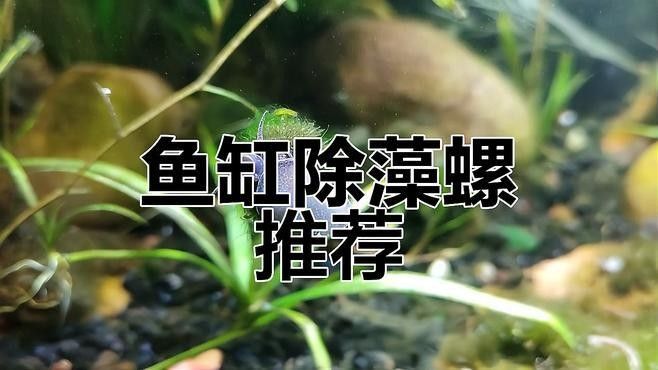 哪些螺類對水質(zhì)影響較小：螺類對水質(zhì)影響較小