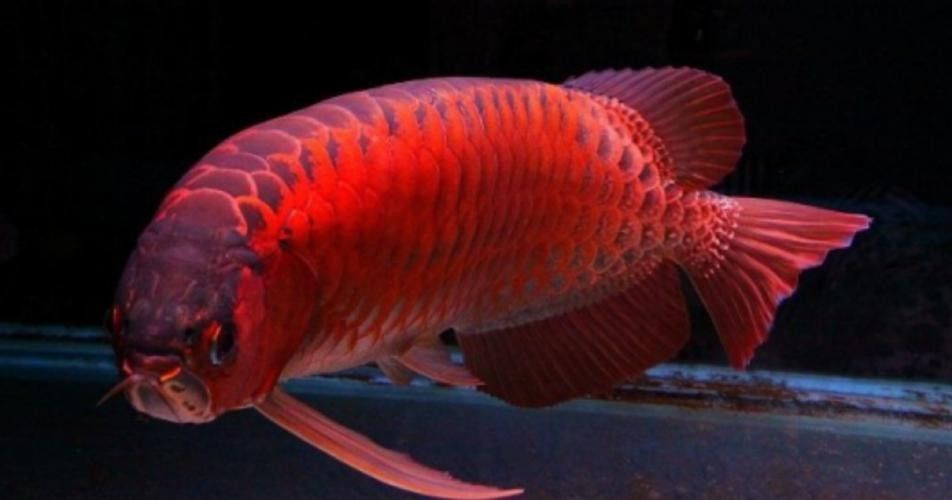 如何辨別真假非洲黑龍魚？：如何區分真假非洲黑龍魚 如何辨別真假非洲黑龍魚？：如何區分真假非洲黑龍魚 龍魚百科 第5張