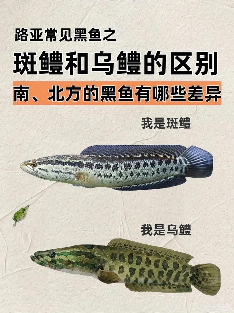 如何辨別真假非洲黑龍魚？：如何區分真假非洲黑龍魚 如何辨別真假非洲黑龍魚？：如何區分真假非洲黑龍魚 龍魚百科 第3張