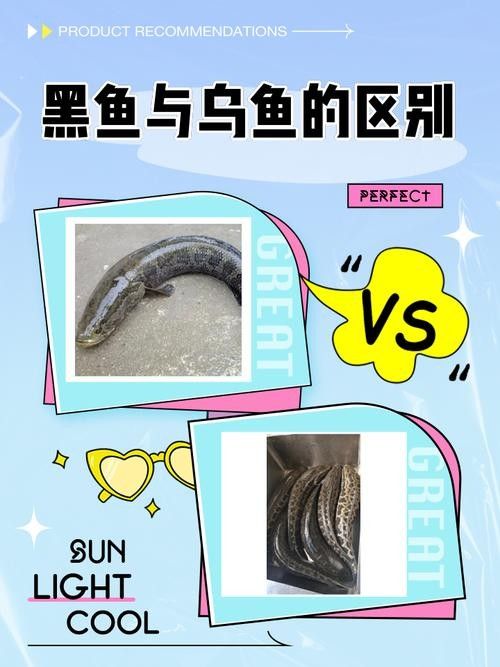 如何辨別真假非洲黑龍魚？：如何區分真假非洲黑龍魚 如何辨別真假非洲黑龍魚？：如何區分真假非洲黑龍魚 龍魚百科 第4張