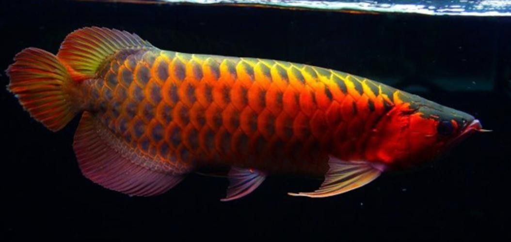 如何辨別真假非洲黑龍魚？：如何區分真假非洲黑龍魚 如何辨別真假非洲黑龍魚？：如何區分真假非洲黑龍魚 龍魚百科 第7張