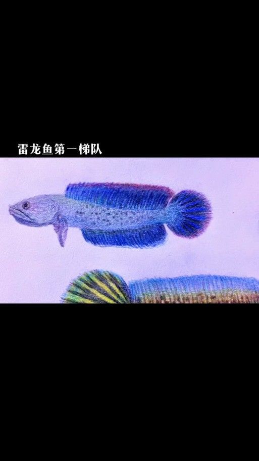 雷龍魚圖畫有哪些風格：雷龍魚圖畫風格