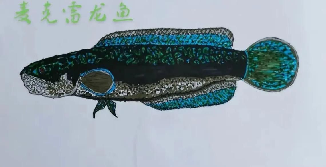 雷龍魚圖畫有哪些風格：雷龍魚圖畫風格