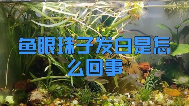 金龍魚眼睛發白能自愈嗎？：金龍魚眼睛發白能否自愈