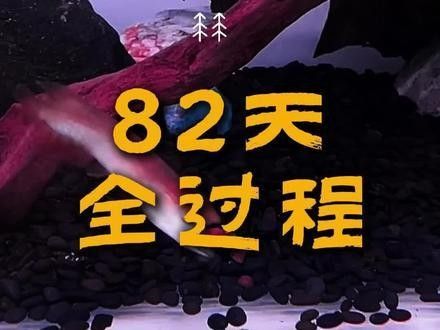龍魚繁殖季節如何區分雌雄：揭秘觀賞魚的雌雄分辨藝術技術先鋒派銀龍的繁殖方法 龍魚繁殖季節如何區分雌雄：揭秘觀賞魚的雌雄分辨藝術技術先鋒派銀龍的繁殖方法 龍魚百科 第7張