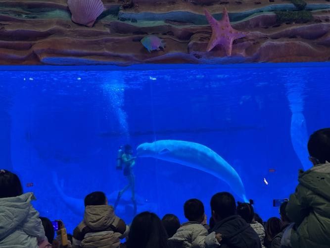 鵬興水族館提供哪些服務？（惠州市惠城區鵬興水族館）