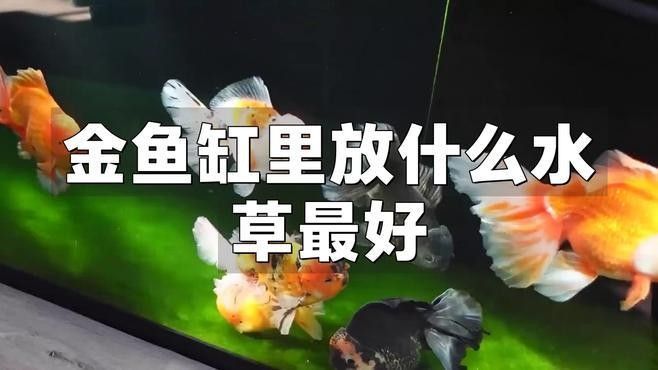 金龍魚缸中應該放什么植物（金魚缸中放什么植物最合適）