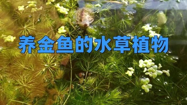 金龍魚缸中應該放什么植物（金魚缸中放什么植物最合適）