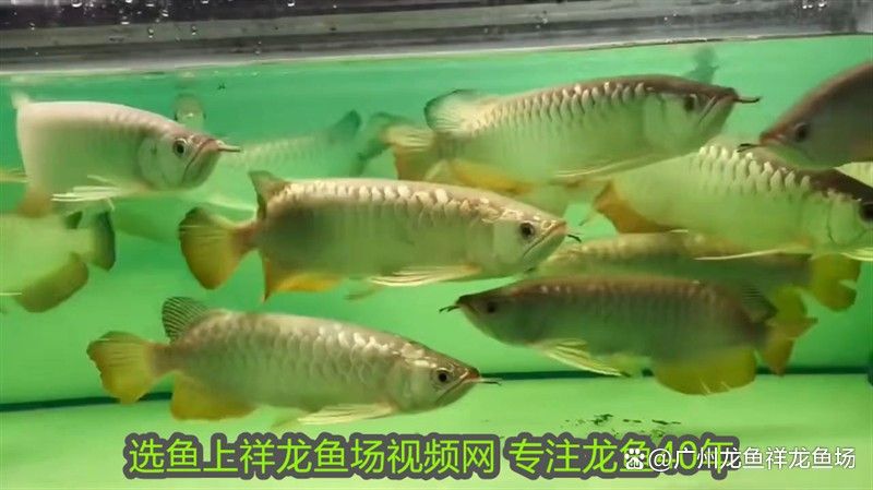 龍魚和虎魚打架會打死嗎？（龍魚和虎魚打架會導致死亡嗎？）