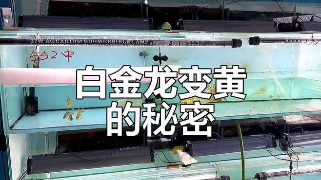 黃化金龍魚有哪些稀有血統？（黃化金龍魚的獨特之處在于其色彩和形態） 黃化金龍魚有哪些稀有血統？（黃化金龍魚的獨特之處在于其色彩和形態） 龍魚百科 第9張