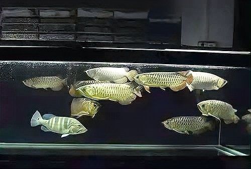 龍魚和鯊魚混養需要多大的魚缸？（養龍魚和鯊魚時魚缸的大小需要根據兩種魚類的需求來定制） 龍魚和鯊魚混養需要多大的魚缸？（養龍魚和鯊魚時魚缸的大小需要根據兩種魚類的需求來定制） 龍魚百科 第5張