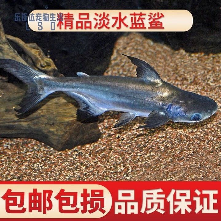 藍鯊和龍魚混養的具體步驟（家里也能養“鯊魚”了,網友:這波我服!）