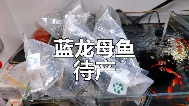 藍(lán)龍魚(yú)有哪些品種？（藍(lán)龍金槍魚(yú)或藍(lán)龍金槍魚(yú)或藍(lán)龍金槍魚(yú)品種盤(pán)點(diǎn)）