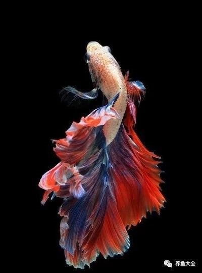 藍(lán)龍魚(yú)有哪些品種？（藍(lán)龍金槍魚(yú)或藍(lán)龍金槍魚(yú)或藍(lán)龍金槍魚(yú)品種盤(pán)點(diǎn)）