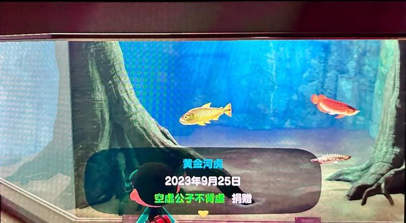 黃金河虎和龍魚混養需要多大的魚缸（養龍魚魚缸最好的尺寸寵物指南）