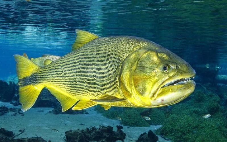 黃金河虎和龍魚混養需要多大的魚缸（養龍魚魚缸最好的尺寸寵物指南）