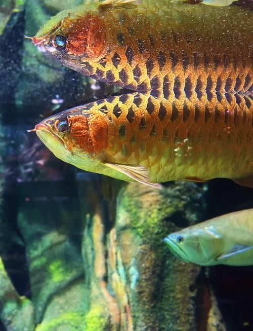 澄江哪個水族館龍魚好？祥龍魚場龍魚（南京市秦淮區祥龍魚場）