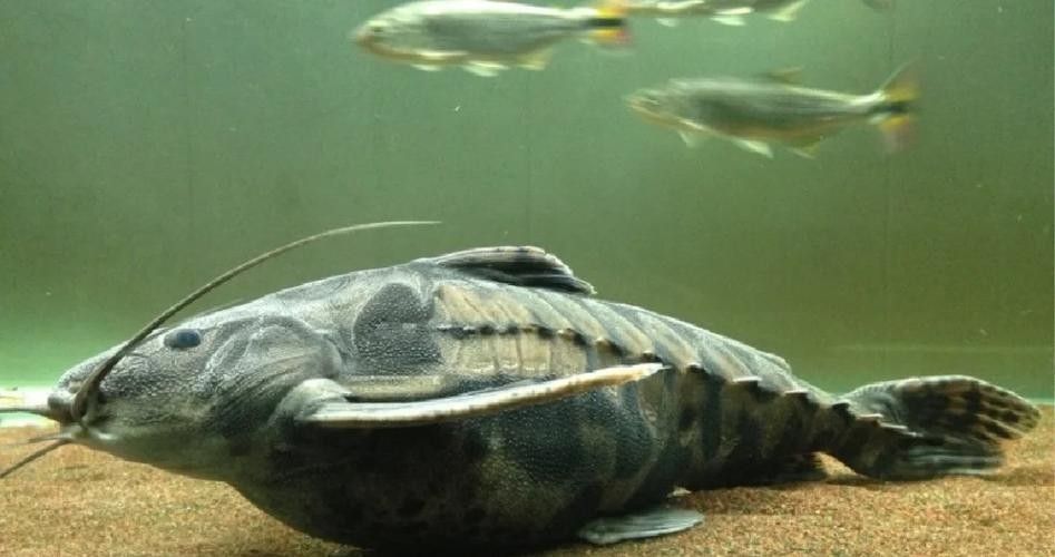 鐵甲武士魚有哪些品種？（水族圈常見的鐵甲武士魚，看著生猛，實則呆萌嘩仔）