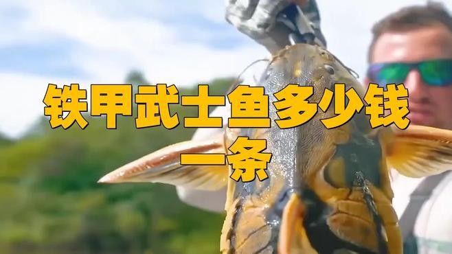 鐵甲武士魚有哪些品種？（水族圈常見的鐵甲武士魚，看著生猛，實則呆萌嘩仔）