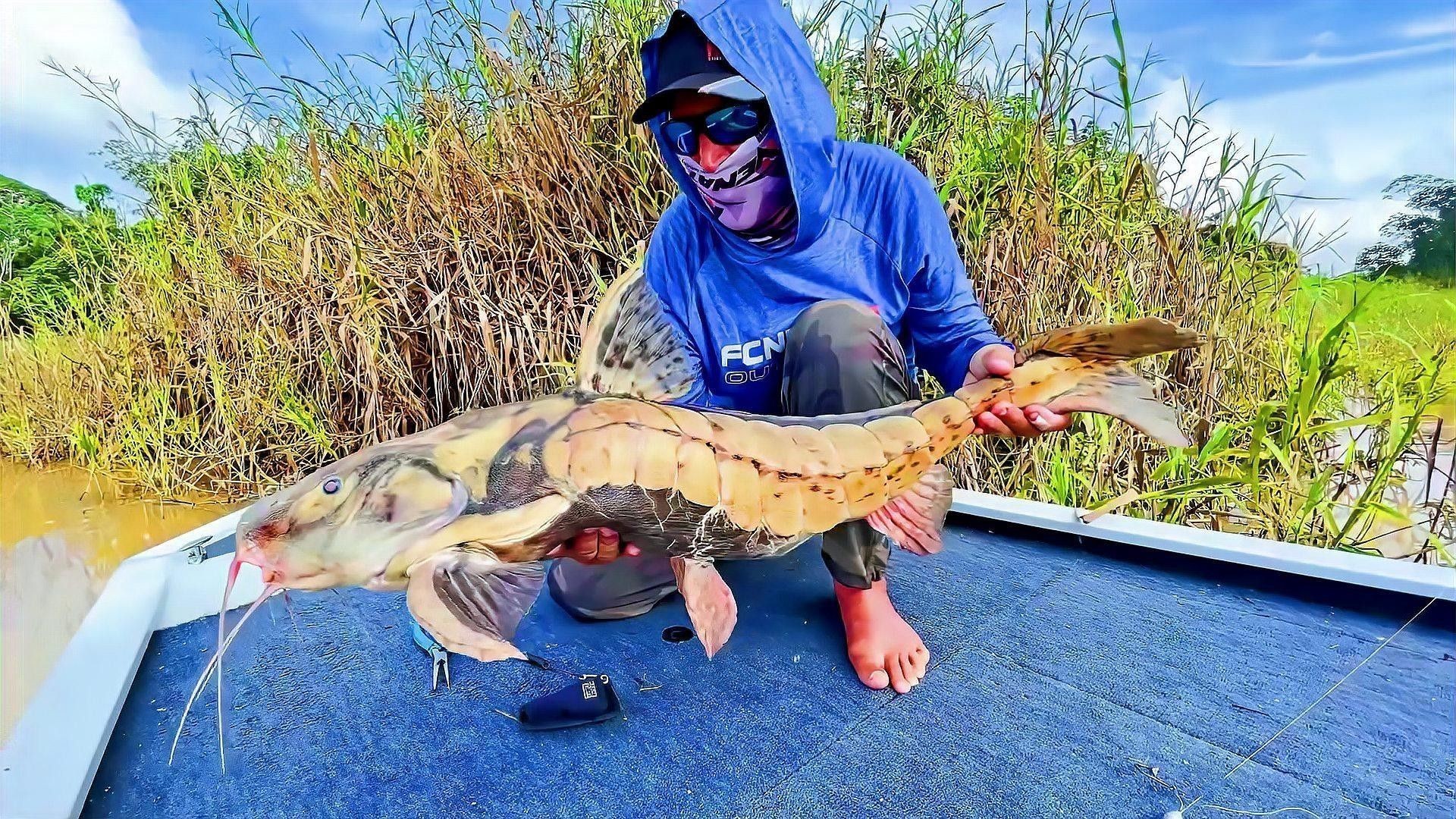 鐵甲武士魚有哪些品種？（水族圈常見的鐵甲武士魚，看著生猛，實則呆萌嘩仔）