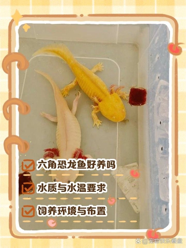 六角恐龍魚洞穴的最佳位置在哪里（六角恐龍魚洞穴飼養攻略六角恐龍魚怎么養中名百科）