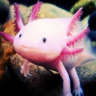 六角恐龍魚洞穴的最佳位置在哪里（六角恐龍魚洞穴飼養攻略六角恐龍魚怎么養中名百科）