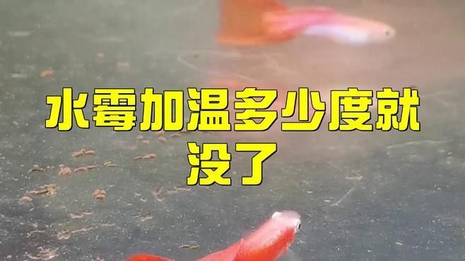 龍魚(yú)水霉病最佳治療溫度（魚(yú)水霉病怎么治療最快最有效魚(yú)老農(nóng)談三農(nóng)談三農(nóng)）