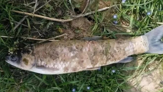 龍魚水霉病最佳治療溫度（魚水霉病怎么治療最快最有效魚老農談三農談三農）