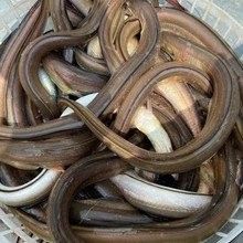 海南土龍魚的市場價格是多少（土龍魚市場價格分析） 海南土龍魚的市場價格是多少（土龍魚市場價格分析） 龍魚百科 第11張