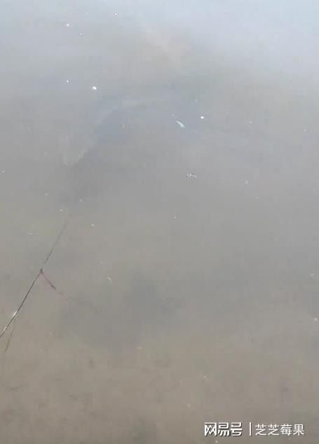 海南土龍魚的市場價格是多少（土龍魚市場價格分析） 海南土龍魚的市場價格是多少（土龍魚市場價格分析） 龍魚百科 第12張
