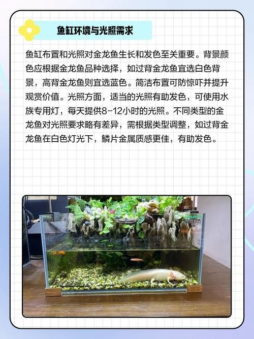 金龍魚和金魚哪個更好養（廣東媳婦想買3萬的金龍魚來養，公公表示同意）