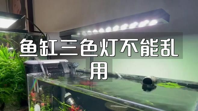 金龍魚燈光應(yīng)該開多久（——龍魚燈光的開啟時(shí)間取決于多種因素） 金龍魚燈光應(yīng)該開多久（——龍魚燈光的開啟時(shí)間取決于多種因素） 龍魚百科 第4張