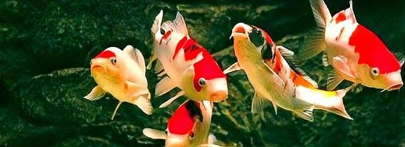 龍魚出血后需要隔離多久（龍魚出血后多久可以恢復(fù)，）