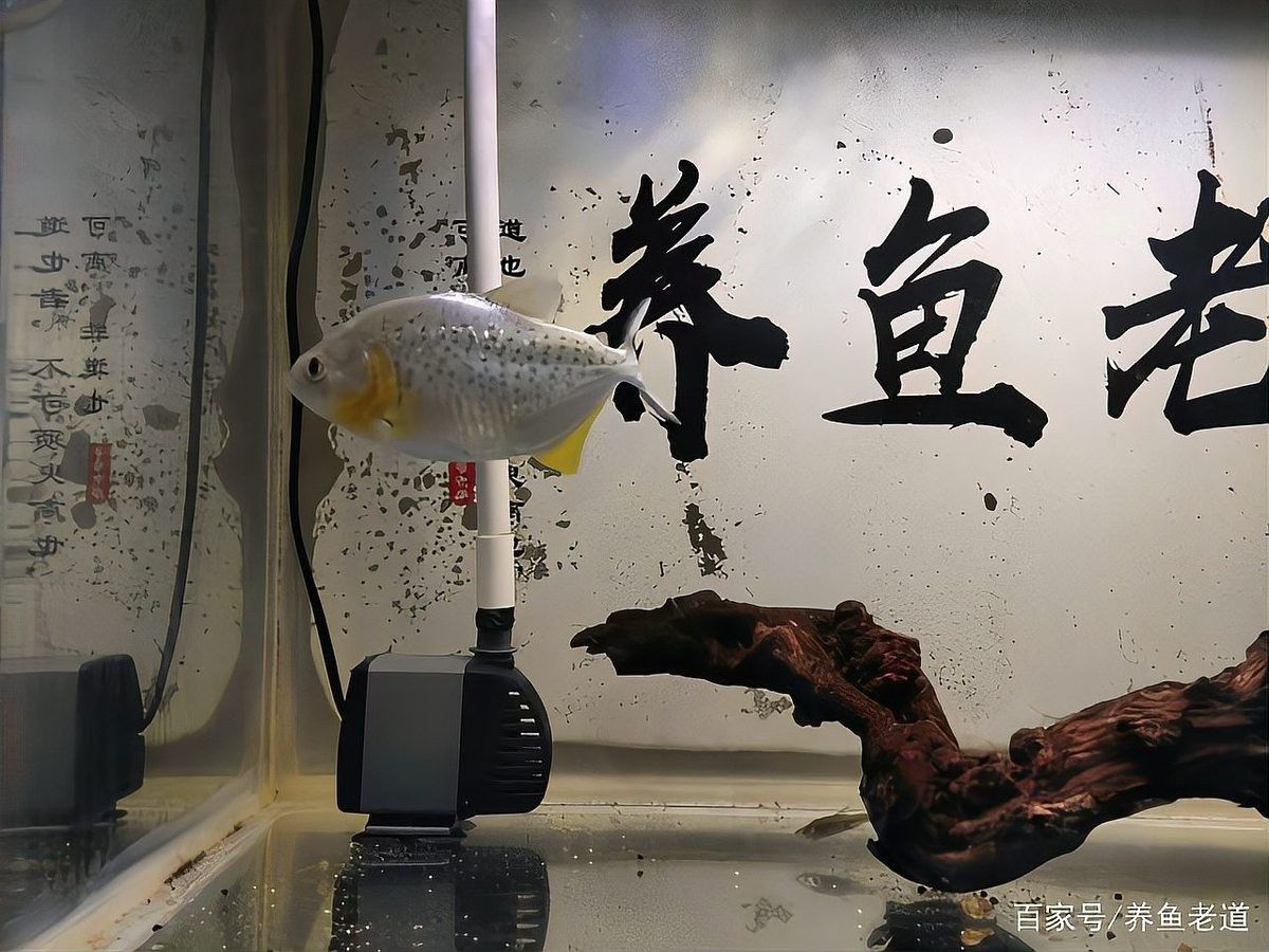 如何判斷沉木是否處理干凈？（如何判斷沉木處理干凈）