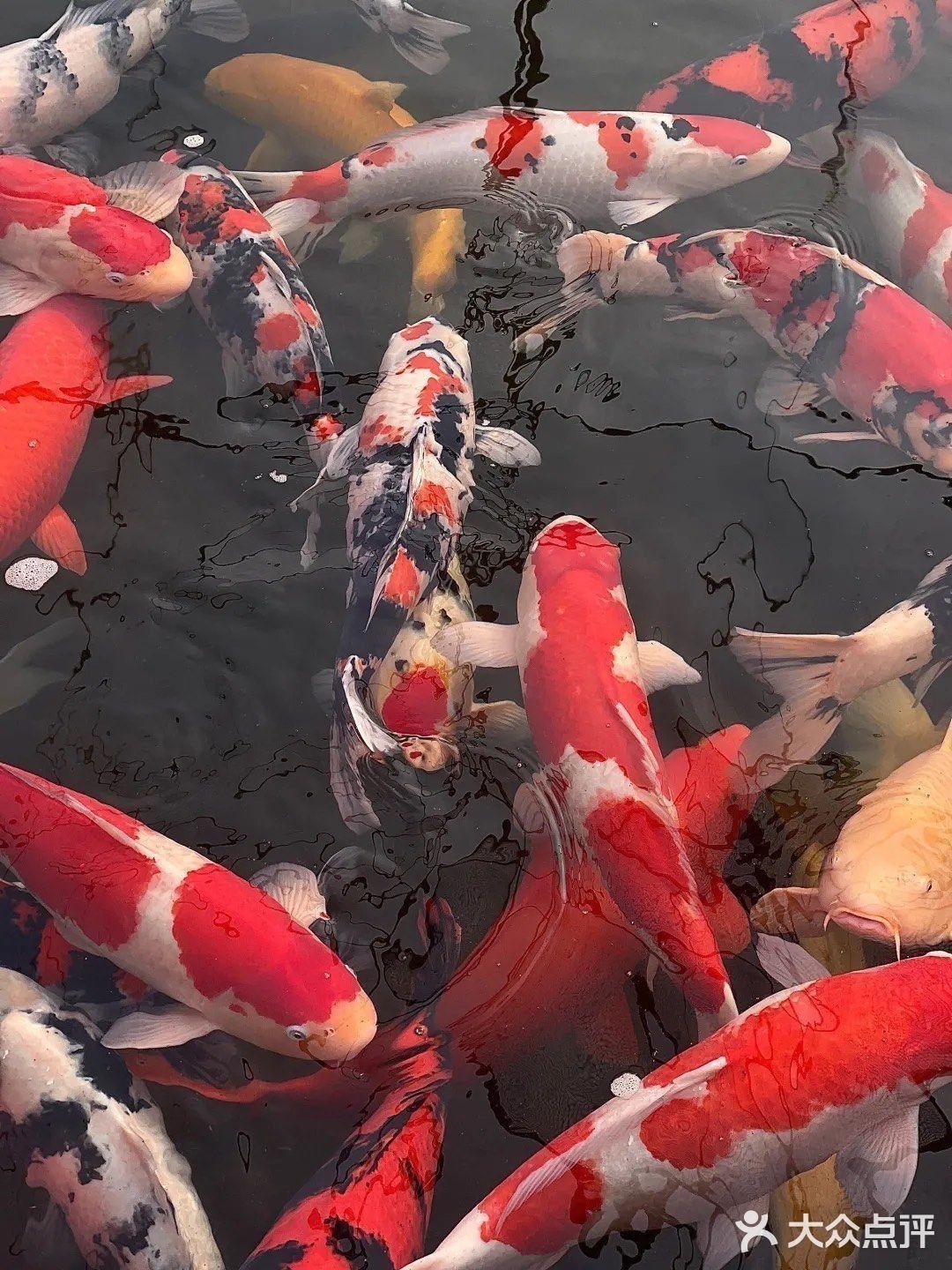 北京有哪些觀賞魚店（北京海洋世界5.0北京海洋世界觀賞魚店推薦）