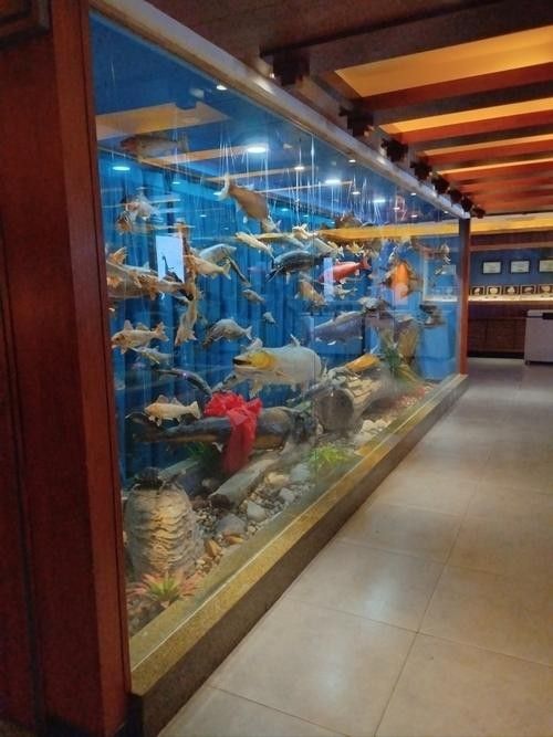北京有哪些觀賞魚店（北京海洋世界5.0北京海洋世界觀賞魚店推薦）