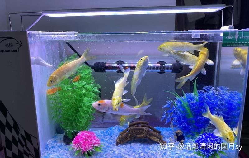 推薦幾款適合龍魚缸的加熱棒品牌（魚缸加熱棒品牌怎么選） 推薦幾款適合龍魚缸的加熱棒品牌（魚缸加熱棒品牌怎么選） 龍魚百科 第8張