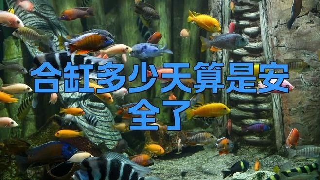 合籠后多久需要觀察一次（【小鼠繁育知識課堂】合籠秘籍） 合籠后多久需要觀察一次（【小鼠繁育知識課堂】合籠秘籍） 龍魚百科 第1張