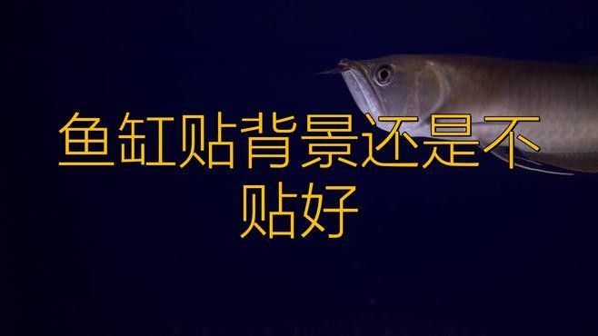 龍魚缸背景圖多久換一次合適（龍魚缸背景圖多久換一次最好，如何選擇適合龍魚缸的背景圖？） 龍魚缸背景圖多久換一次合適（龍魚缸背景圖多久換一次最好，如何選擇適合龍魚缸的背景圖？） 龍魚百科 第4張
