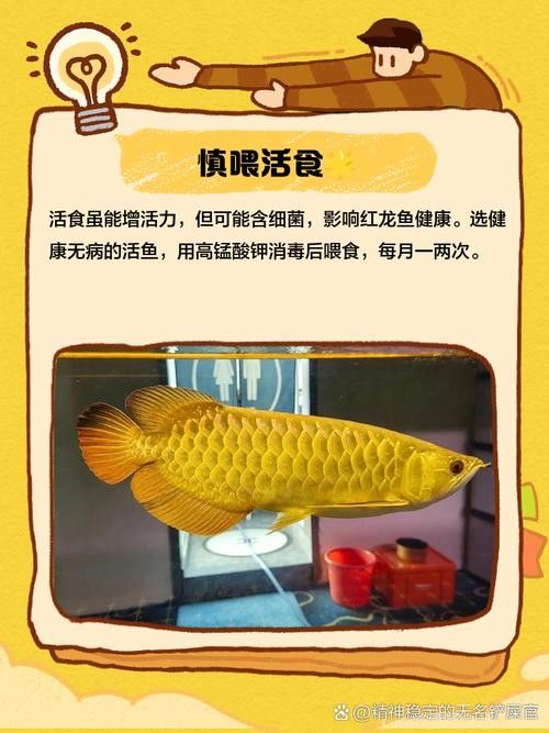 紅龍魚一天喂幾次比較好（紅龍魚一天喂幾次比較好的問題，紅龍魚喂食技巧大揭秘） 紅龍魚一天喂幾次比較好（紅龍魚一天喂幾次比較好的問題，紅龍魚喂食技巧大揭秘） 龍魚百科 第6張