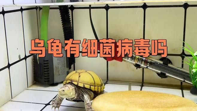 如何判斷龍龜是否感染細菌（如何判斷龍龜是否感染細菌是否感染細菌是一個關鍵的問題）