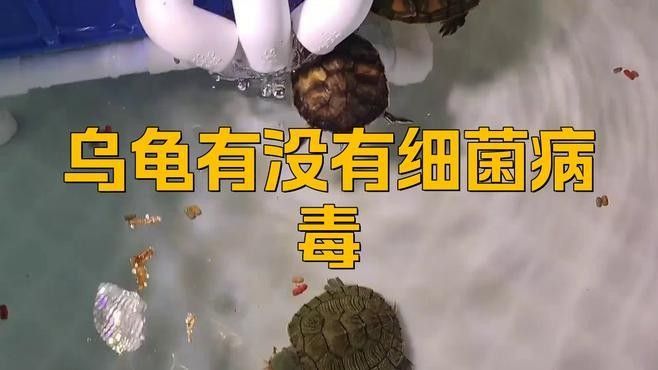 如何判斷龍龜是否感染細菌（如何判斷龍龜是否感染細菌是否感染細菌是一個關鍵的問題）