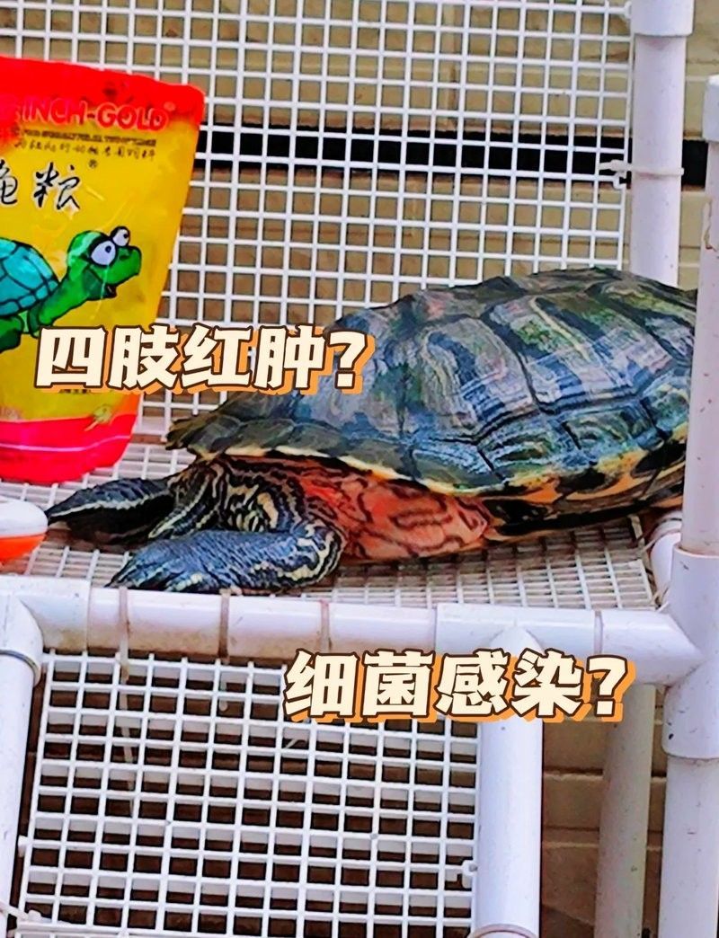 如何判斷龍龜是否感染細菌（如何判斷龍龜是否感染細菌是否感染細菌是一個關鍵的問題）