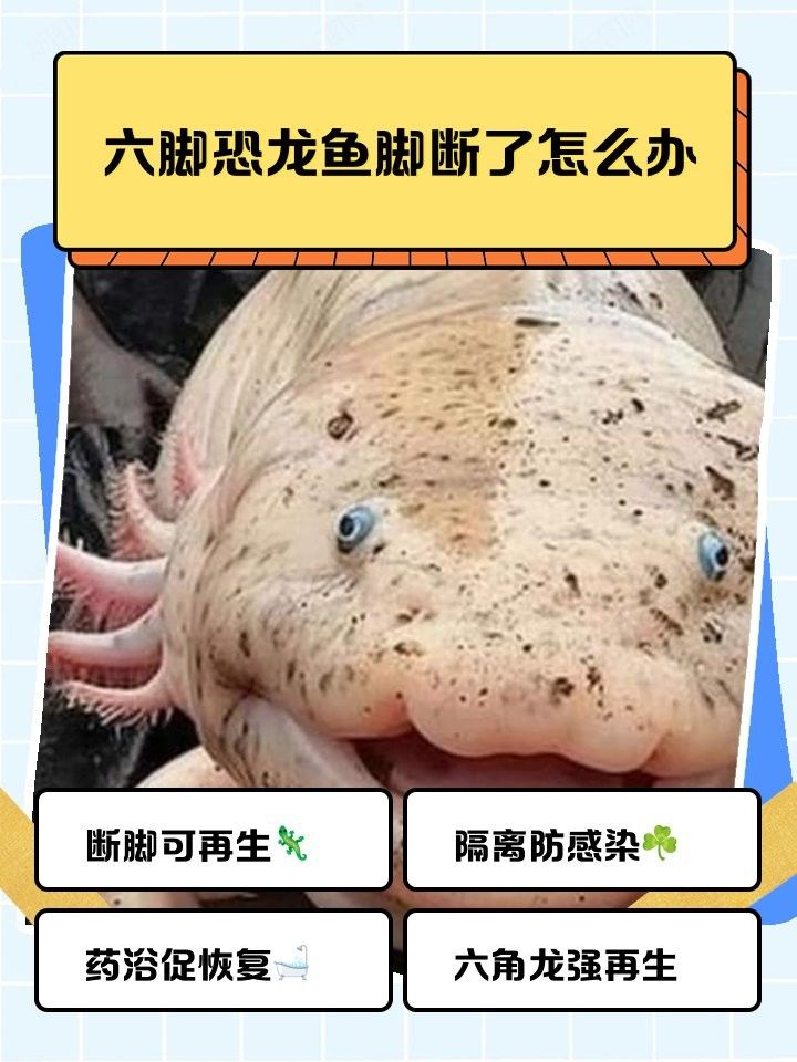 六角恐龍魚腳爛了能自愈嗎（六角恐龍魚腳爛了是否能自愈） 六角恐龍魚腳爛了能自愈嗎（六角恐龍魚腳爛了是否能自愈） 龍魚百科 第4張