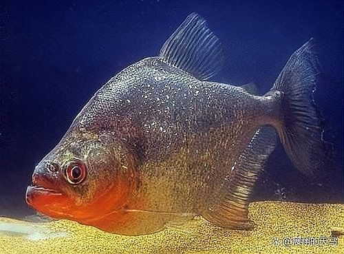 食人魚群體攻擊時有多可怕？（食人魚群體攻擊可怕之處在于食人魚群體攻擊的可怕之處）