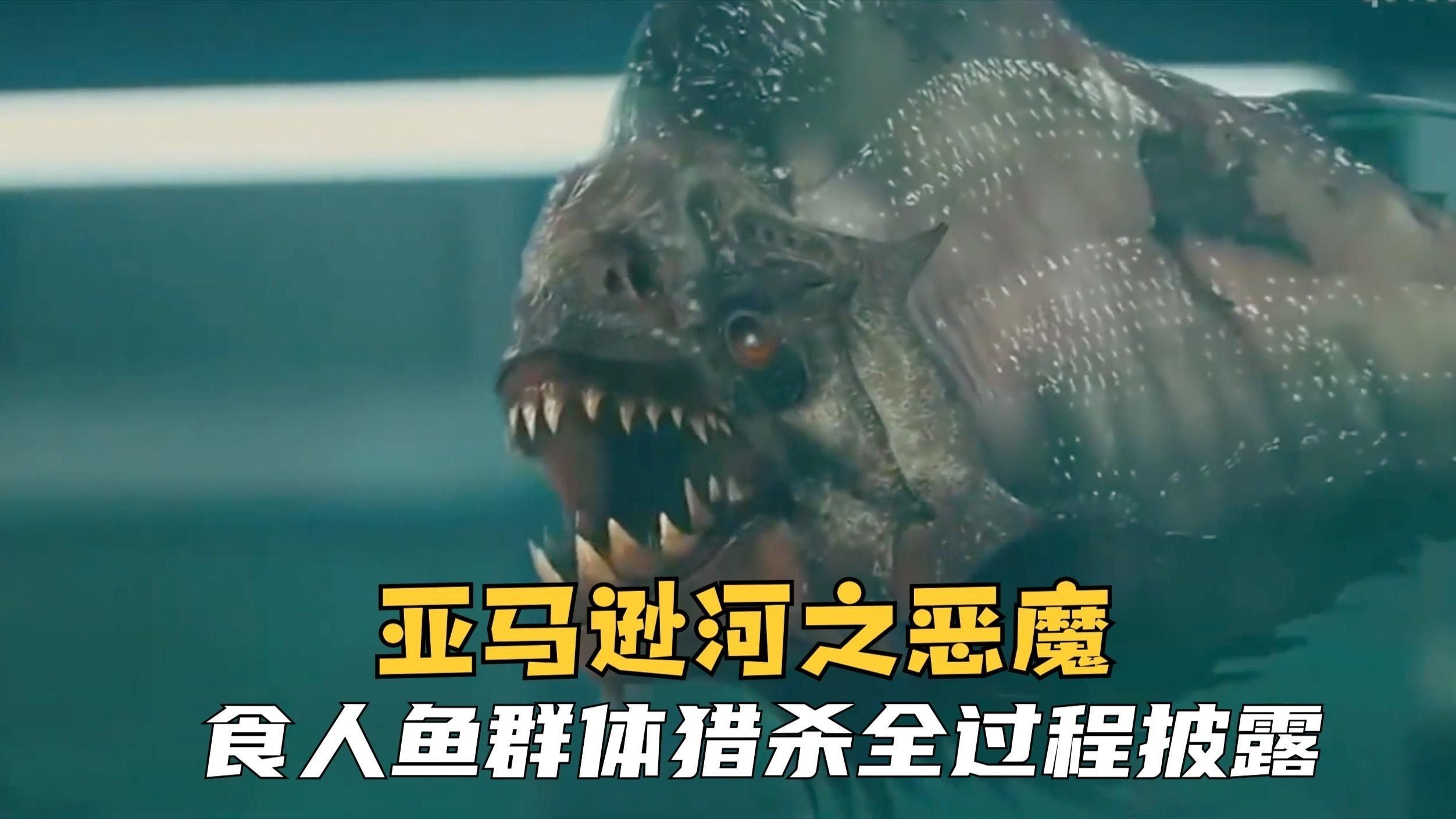 食人魚群體攻擊時有多可怕？（食人魚群體攻擊可怕之處在于食人魚群體攻擊的可怕之處）